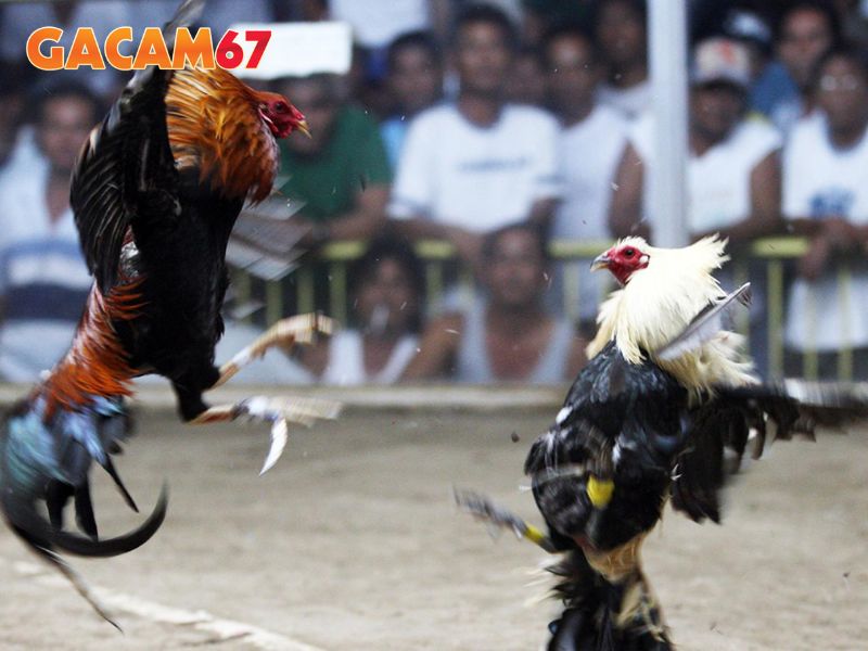Gacam67 Giải Đáp Mọi Thông Tin Cần Biết Về Đá Gà Trực Tiếp